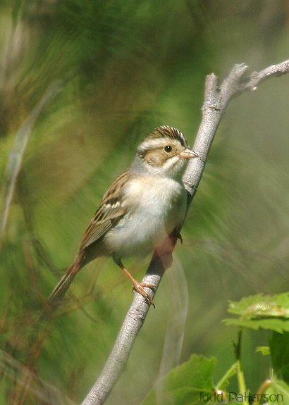 Clay-colored Sparrow, Tuttle Creek State Park, Kansas, United States
