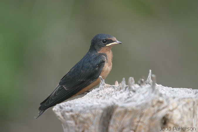 immature Barn Swallow, Cheyenne Bottoms, Kansas, United States