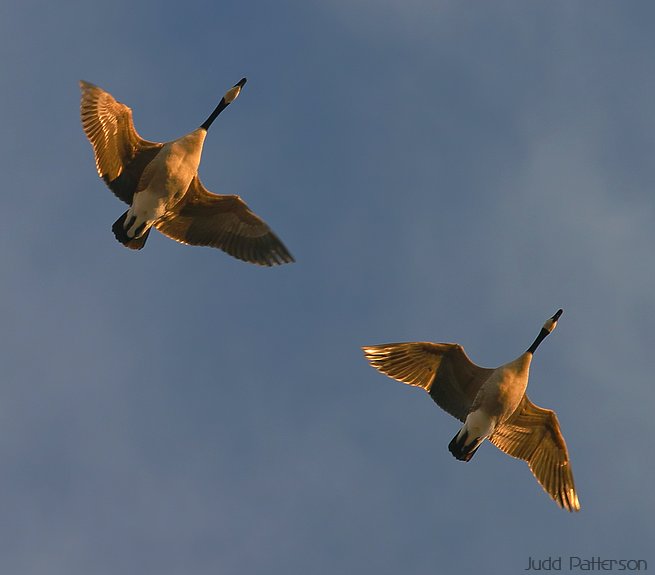 Canada Geese, Tuttle Creek Reservoir, Kansas, United States