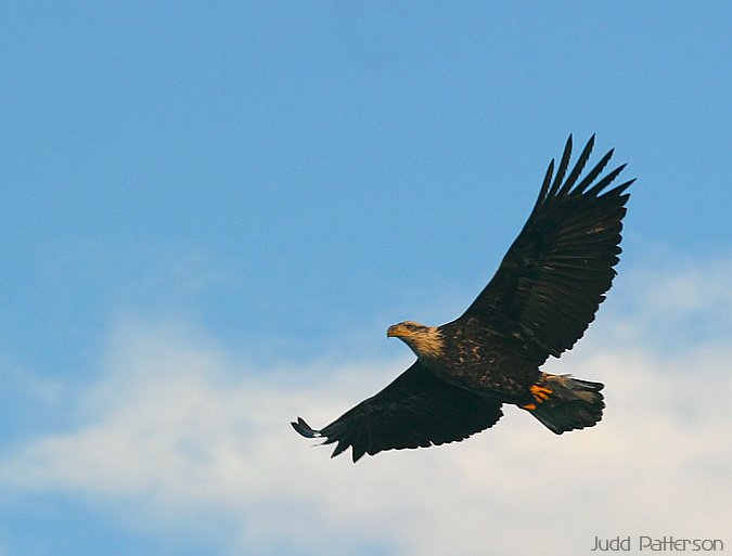 Bald Eagle, Tuttle Creek State Park, Kansas, United States