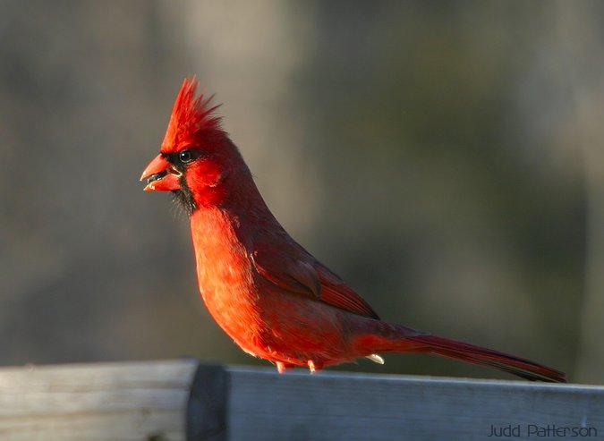 Northern Cardinal, Lakewood Park, Salina, Kansas, United States