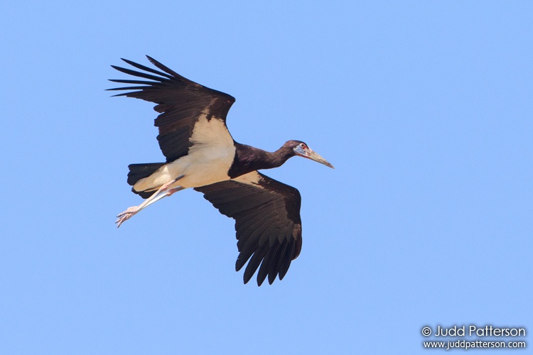 Abdim's Stork, Chobe National Park, Botswana