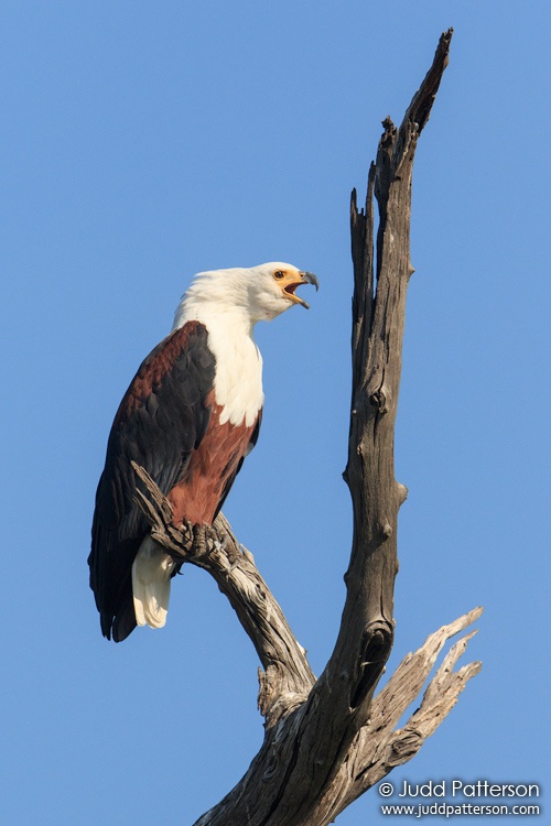 African Fish-Eagle, Chobe National Park, Botswana