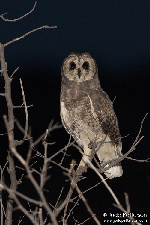 Marsh Owl, Rietvlei Nature Reserve, South Africa