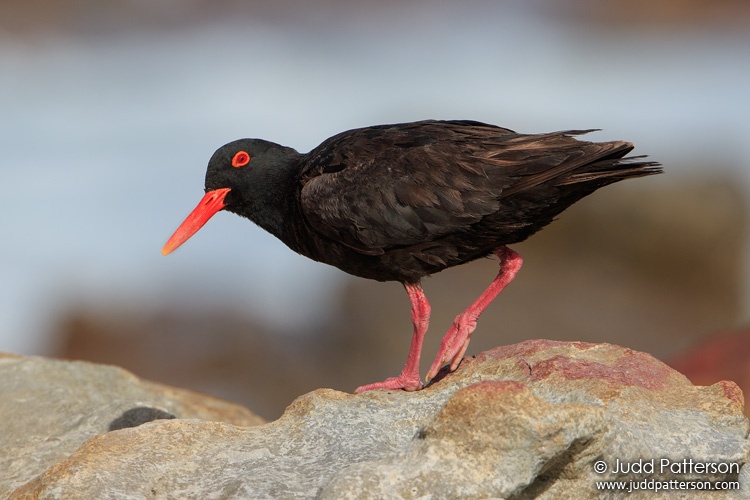African Oystercatcher, Table Mountain National Park, South Africa