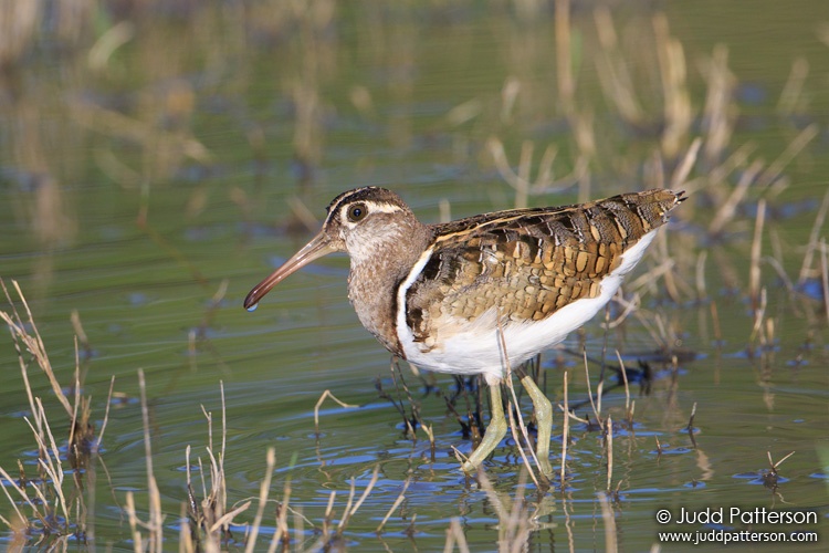 Greater Painted-snipe, Moremi Game Reserve, Botswana