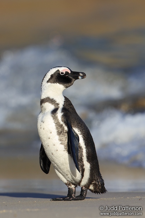 Jackass Penguin, Table Mountain National Park, Western Cape, South Africa
