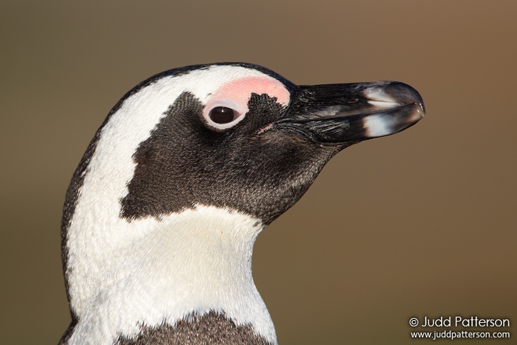 Jackass Penguin, Table Mountain National Park, South Africa