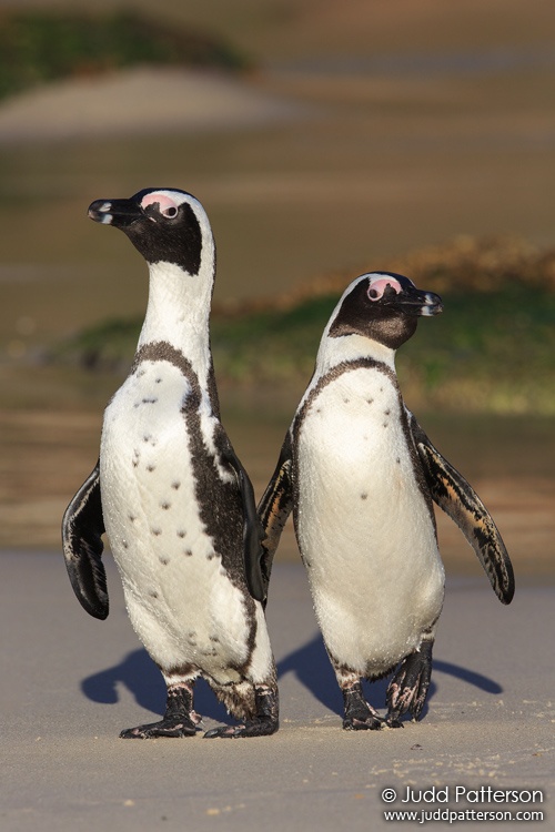 Jackass Penguin, Table Mountain National Park, South Africa