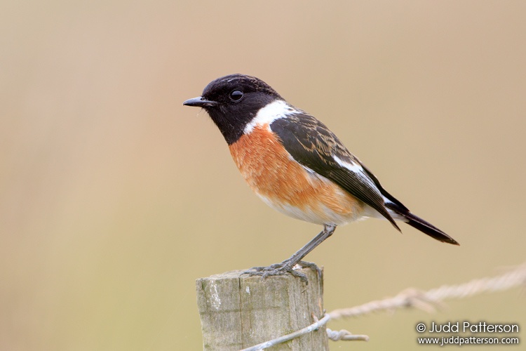 African Stonechat, South Africa