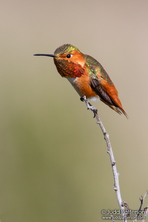 Allen's Hummingbird, Bolsa Chica Ecological Reserve, California, United States
