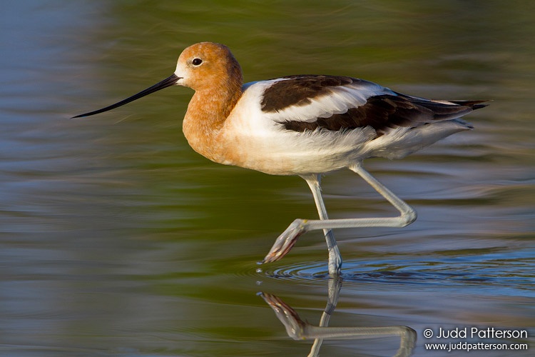 American Avocet, Everglades National Park, Florida, United States