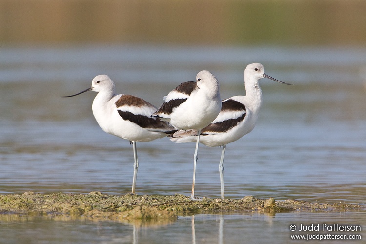 American Avocet, Cutler Wetlands, Florida, United States