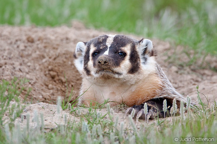 American Badger, Smoky Valley Ranch, Kansas, United States