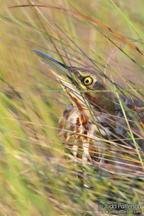 American Bittern, Everglades National Park, Florida, United States