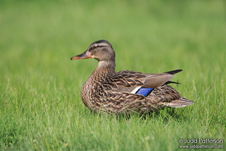 American Black Duck, Greenville, Maine, United States