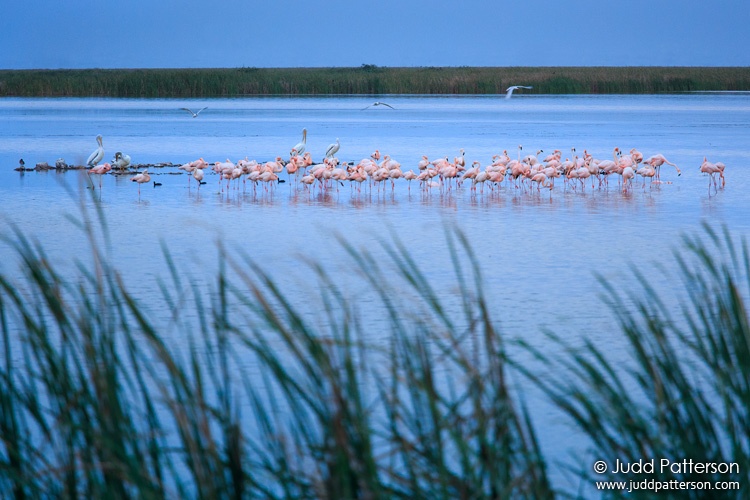 American Flamingo, Palm Beach County, Florida, United States