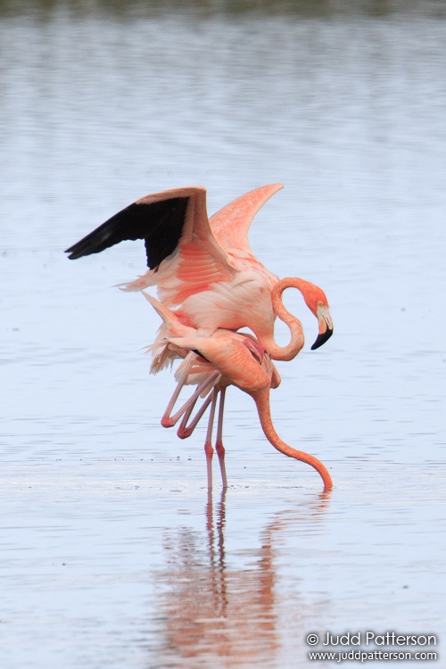 American Flamingo, Stormwater Treatment Area 2, Palm Beach County, Florida, United States