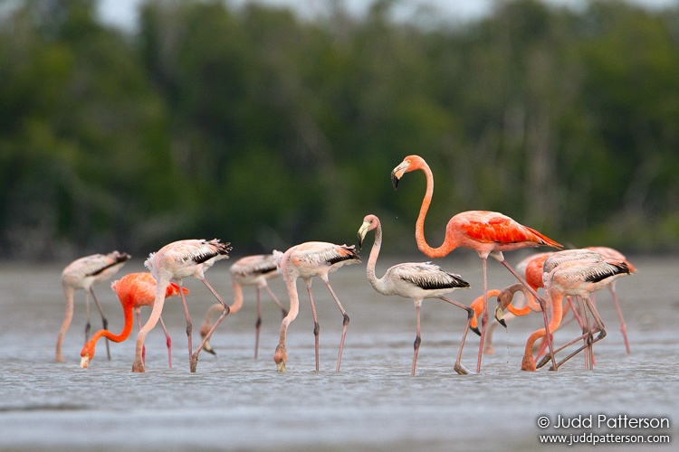 American Flamingo, Everglades National Park, Florida, United States