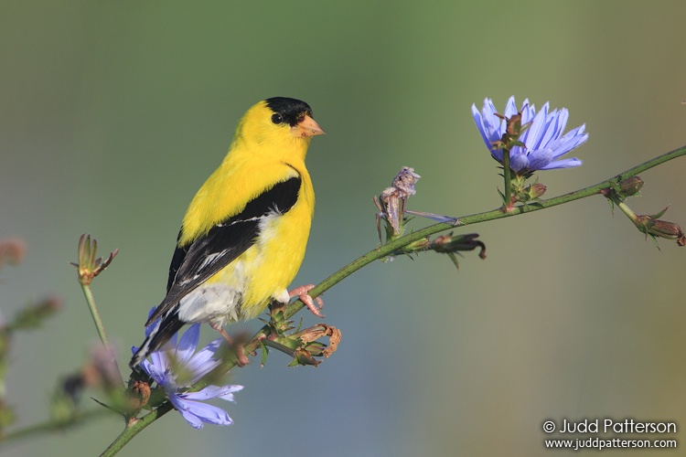 American Goldfinch, Bombay Hook National Wildlife Refuge, Delaware, United States