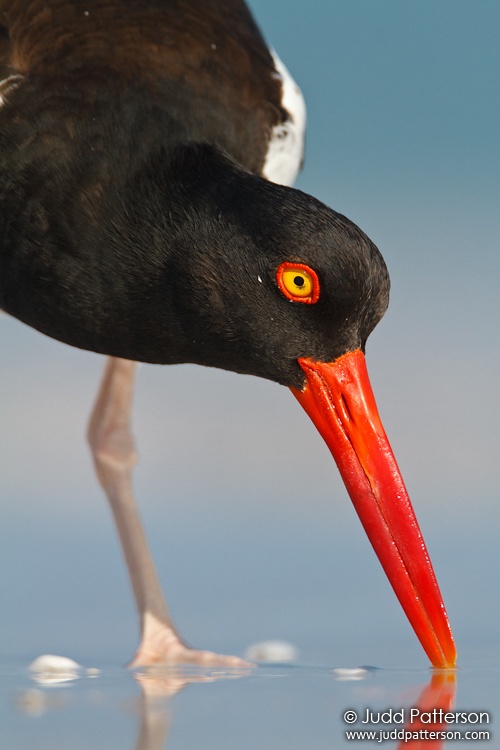 American Oystercatcher, Fort De Soto Park, Florida, United States