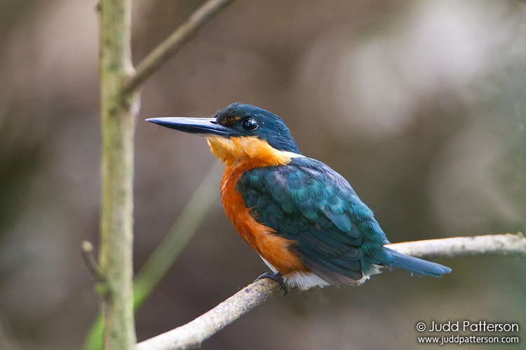 American Pygmy Kingfisher, Ammo Dump Pond, Gamboa, Panama