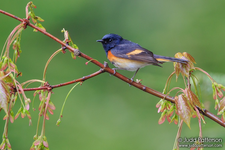 American Redstart, Piscataquis County, Maine, United States