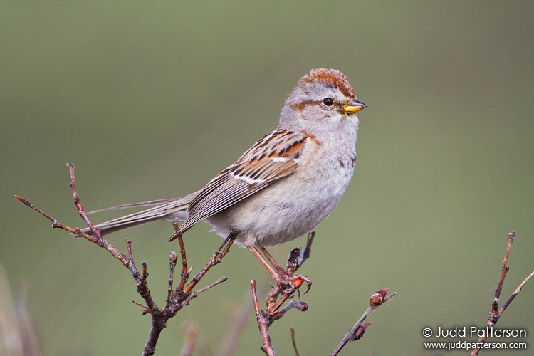 American Tree Sparrow, Denali National Park, Alaska, United States
