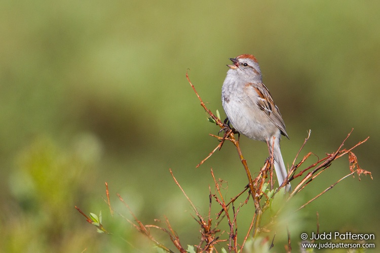 American Tree Sparrow, Seward Peninsula, Nome, Alaska, United States