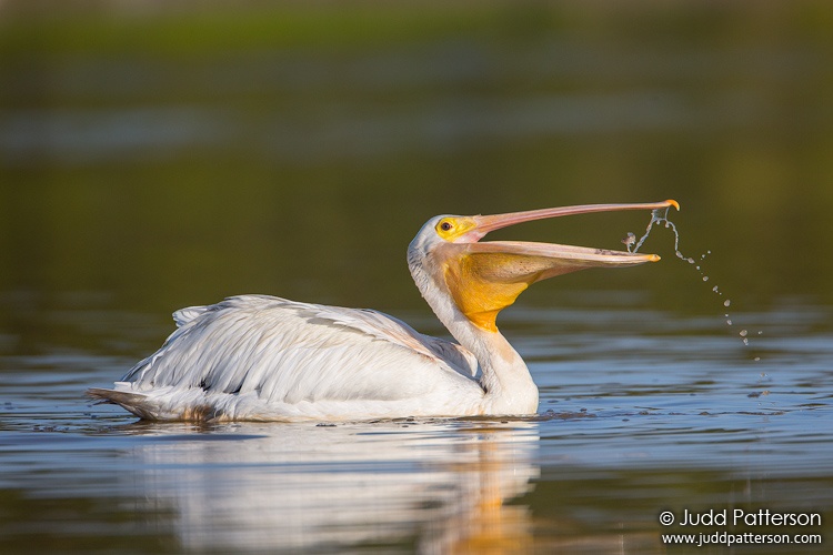 American White Pelican, Everglades National Park, Florida, United States