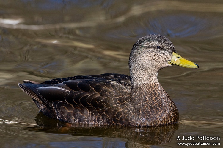 American Black Duck, Kellogg Biological Station Bird Sanctuary, Michigan, United States