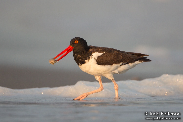 American Oystercatcher, Nickerson Beach, New York, United States