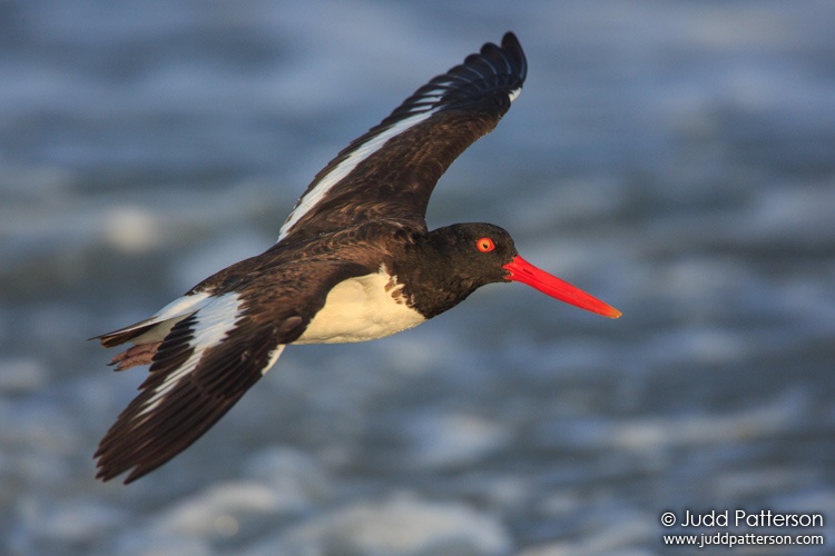 American Oystercatcher, Nickerson Beach, Nassau County, New York, United States