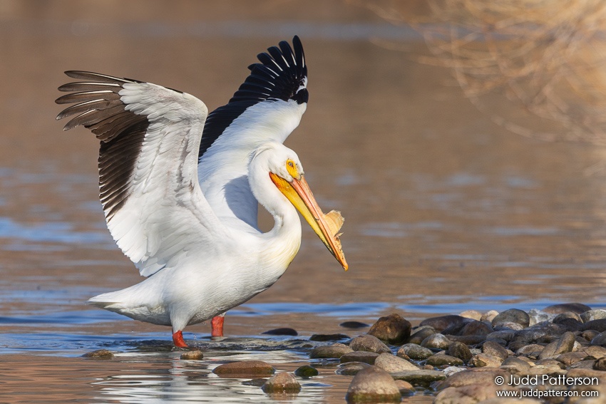 , Fort Collins City Park, Larimer County, Colorado, United States