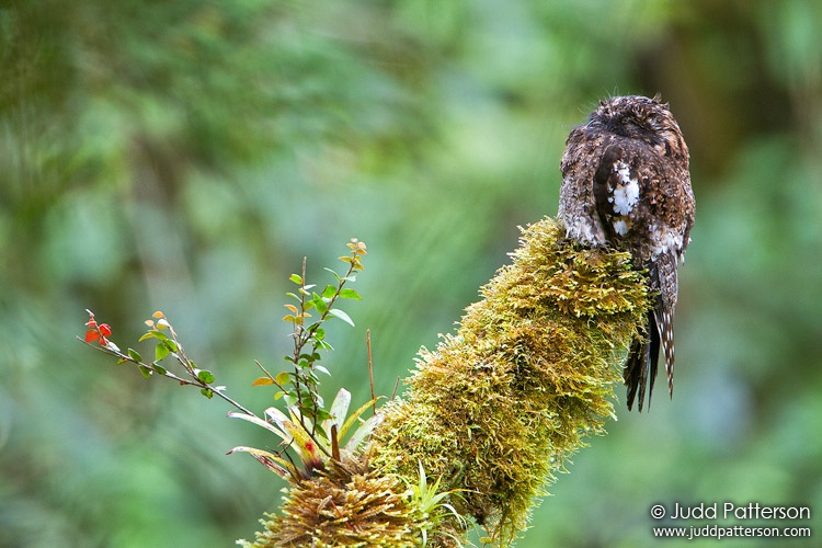 , Guacamayos Ridge, Ecuador