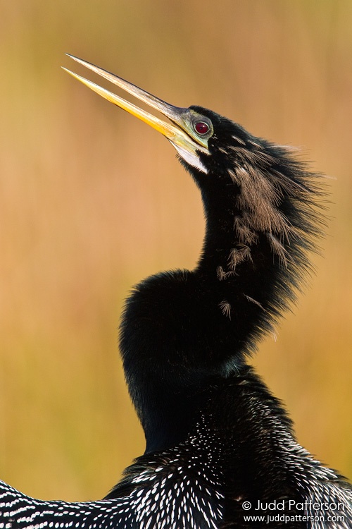 Anhinga, Everglades National Park, Florida, United States