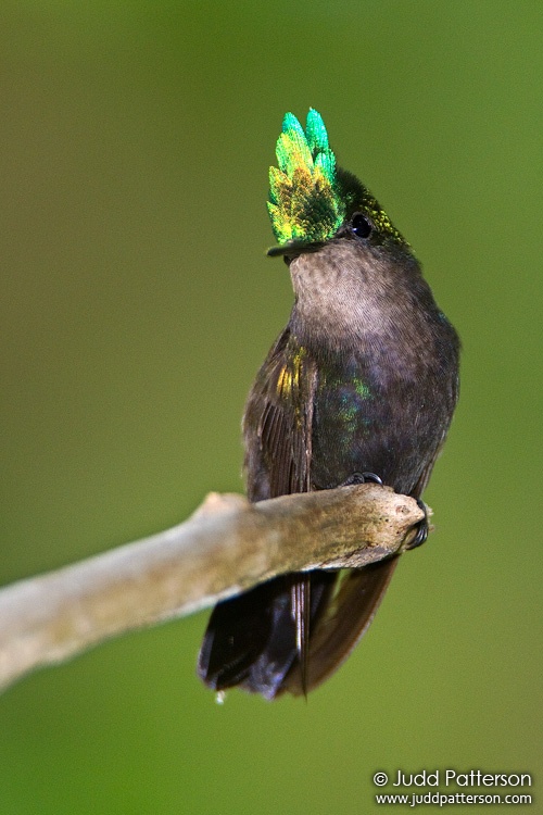 Antillean Crested Hummingbird, Virgin Islands National Park, St. John, U.S. Virgin Islands, United States