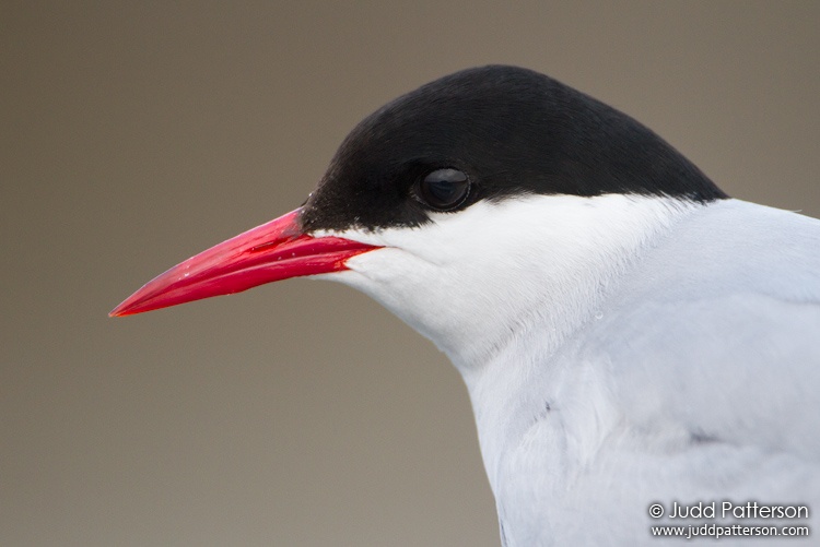 Arctic Tern, Seward Peninsula, Nome, Alaska, United States