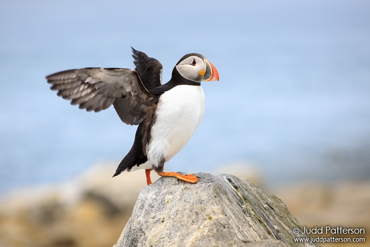 Atlantic Puffin, Machias Seal Island, Maine, United States