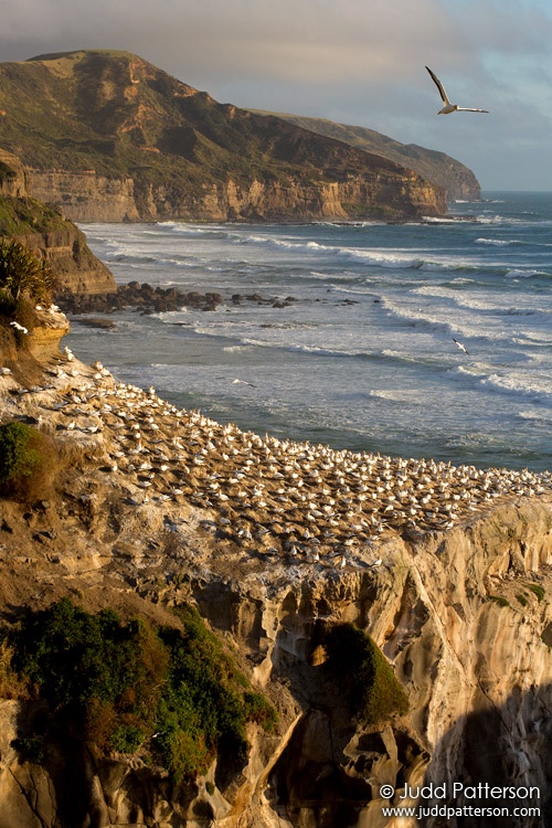 Australasian Gannet, New Zealand