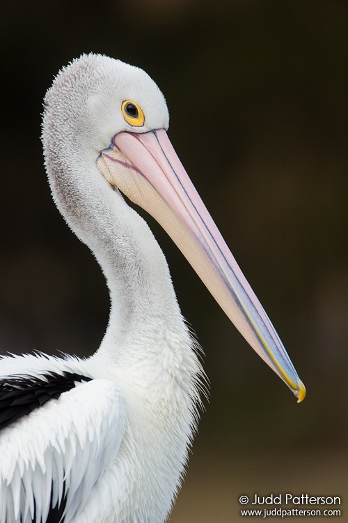 Australian Pelican, Lake Illawarra, New South Wales, Australia