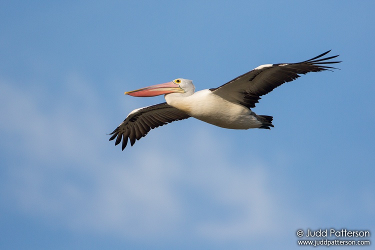 Australian Pelican, Hendersons Creek Wetlands, Victoria, Australia