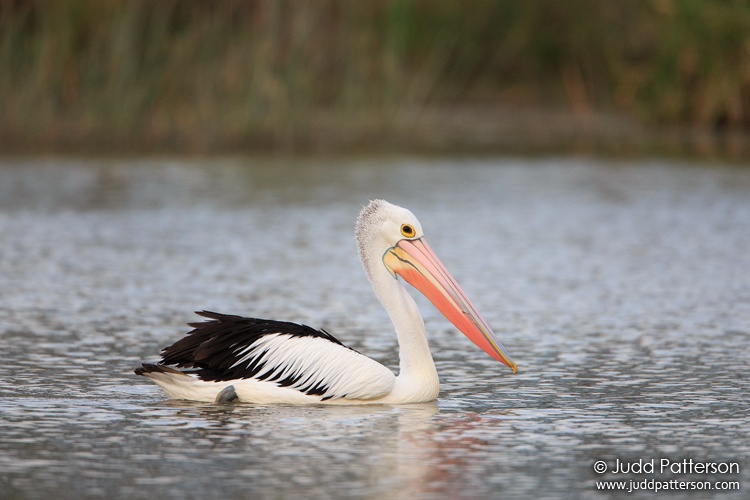 Australian Pelican, Mill Parkes Ponds, Victoria, Australia