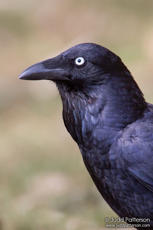 Australian Raven, Royal National Park, New South Wales, Australia