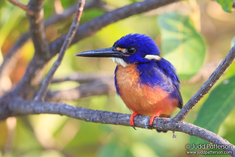 Azure Kingfisher, Kakadu National Park, Northern Territory, Australia
