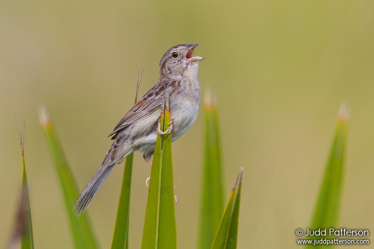 Bachman's Sparrow, Kissimmee Prairie Preserve State Park, Florida, United States