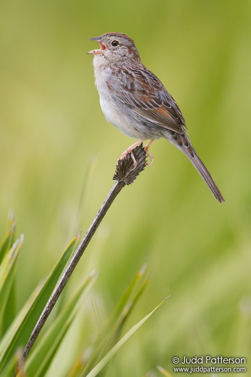 Bachman's Sparrow, Kissimmee Prairie Preserve State Park, Florida, United States