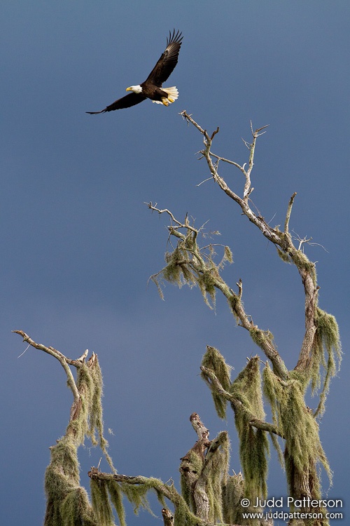 Bald Eagle, Joe Overstreet Road, Osceola County, Florida, United States