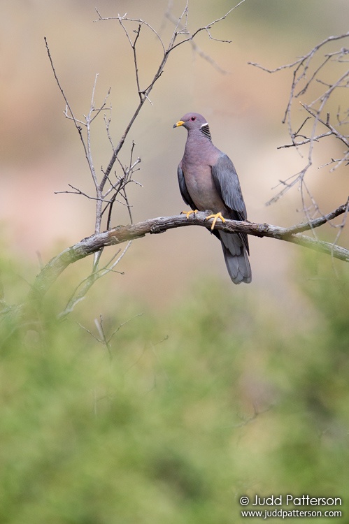 Band-tailed Pigeon, Cleveland National Forest, San Diego County, California, United States