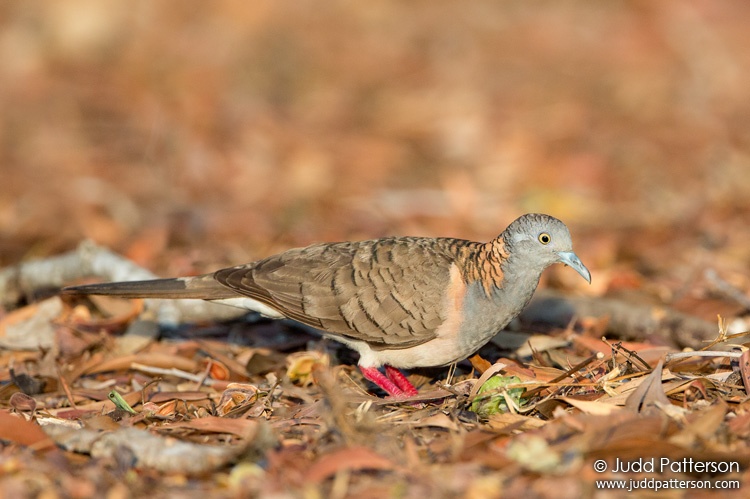 Bar-shouldered Dove, East Point Preserve, Northern Territory, Australia